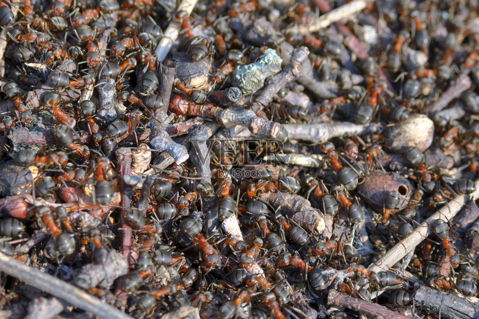 大的棕色森林蚂蚁在蚁丘里。纹理。特写镜头。照片摄影图片