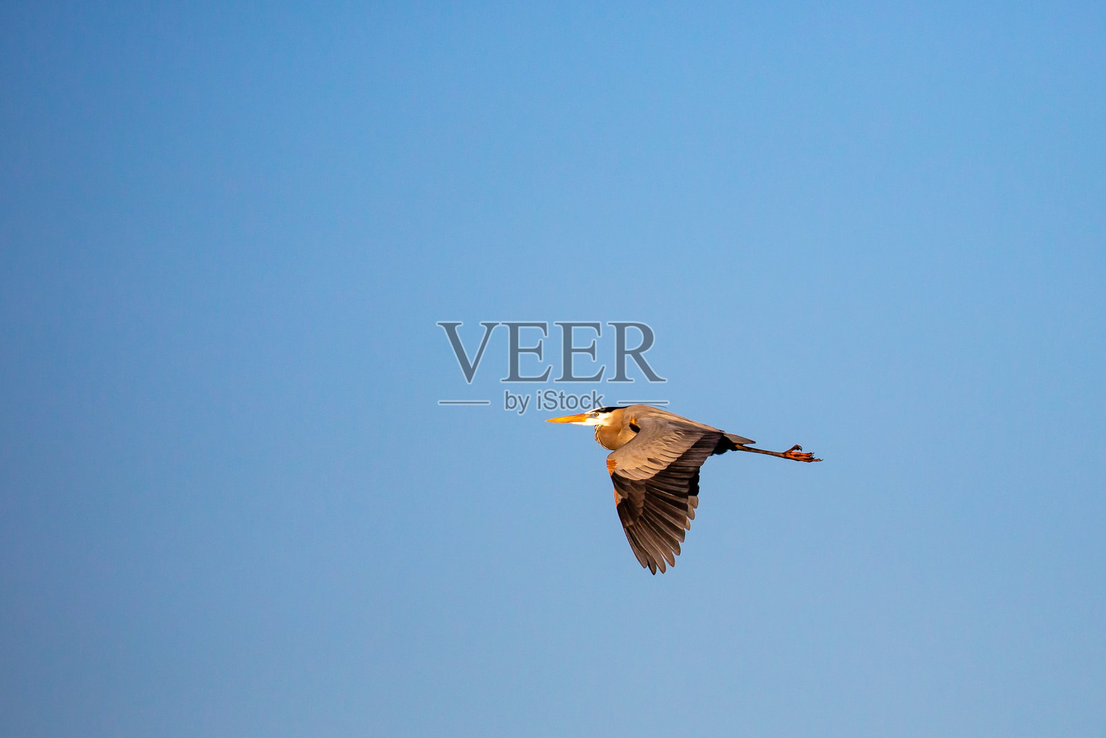 4月，大蓝鹭在威斯康星州蓝色的天空下飞翔照片摄影图片