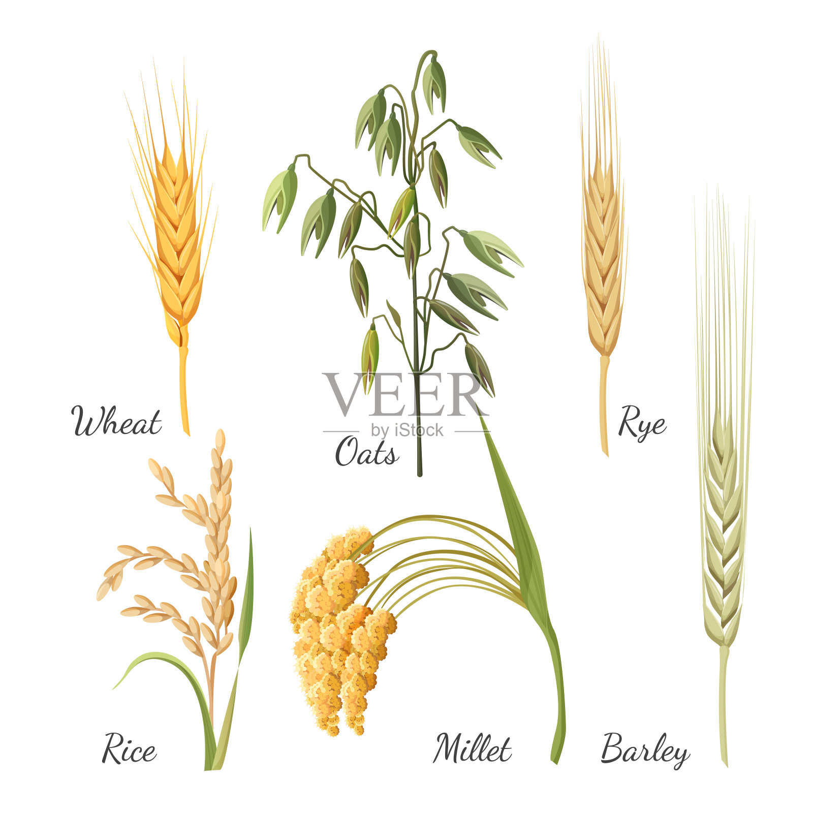 大麦，小麦，黑麦，大米，小米和绿燕麦设计元素图片