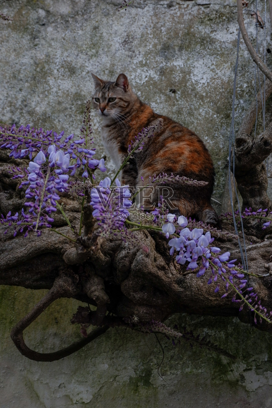 猫和紫藤照片摄影图片