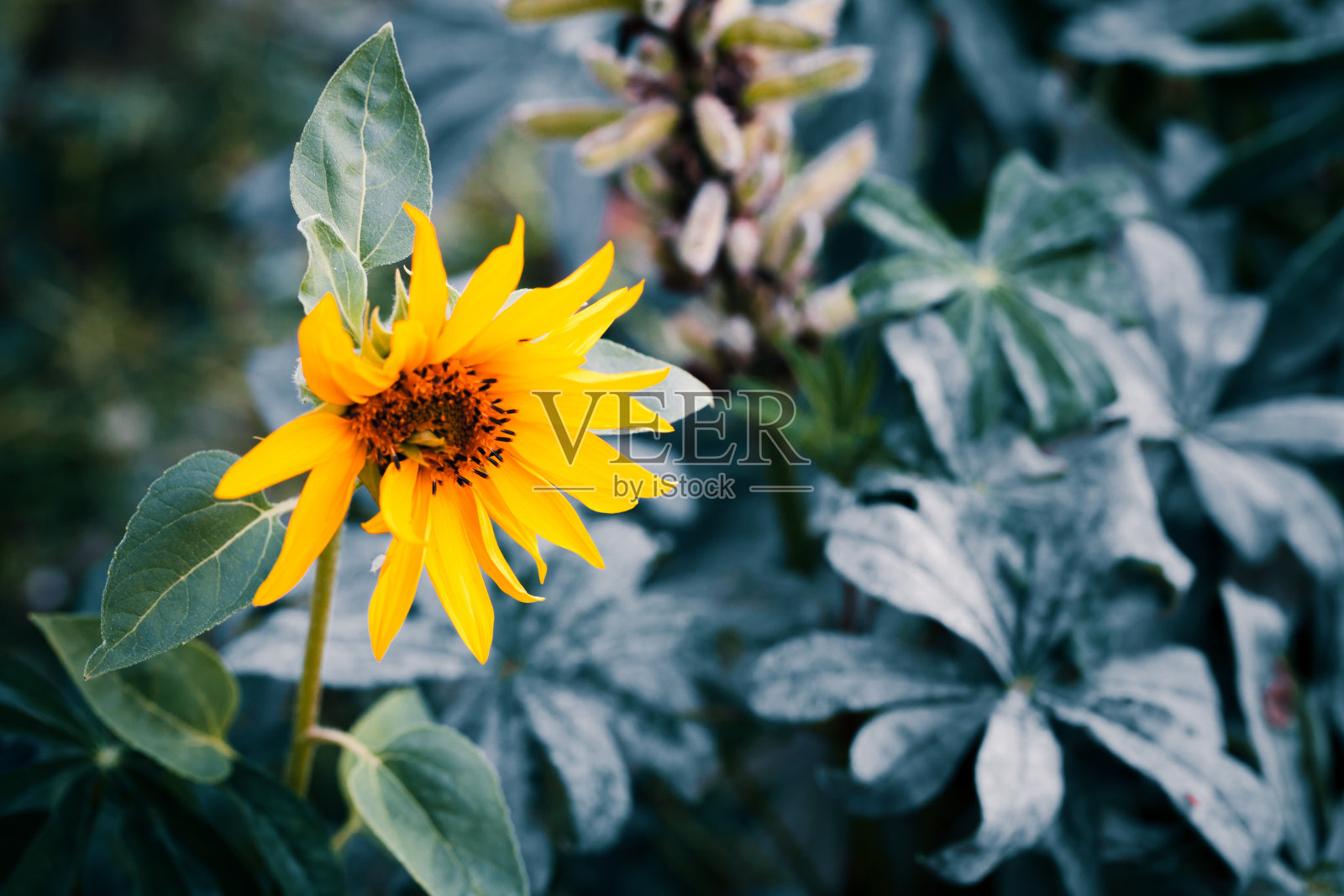 花园里的小黄向日葵，自然特写照片摄影图片