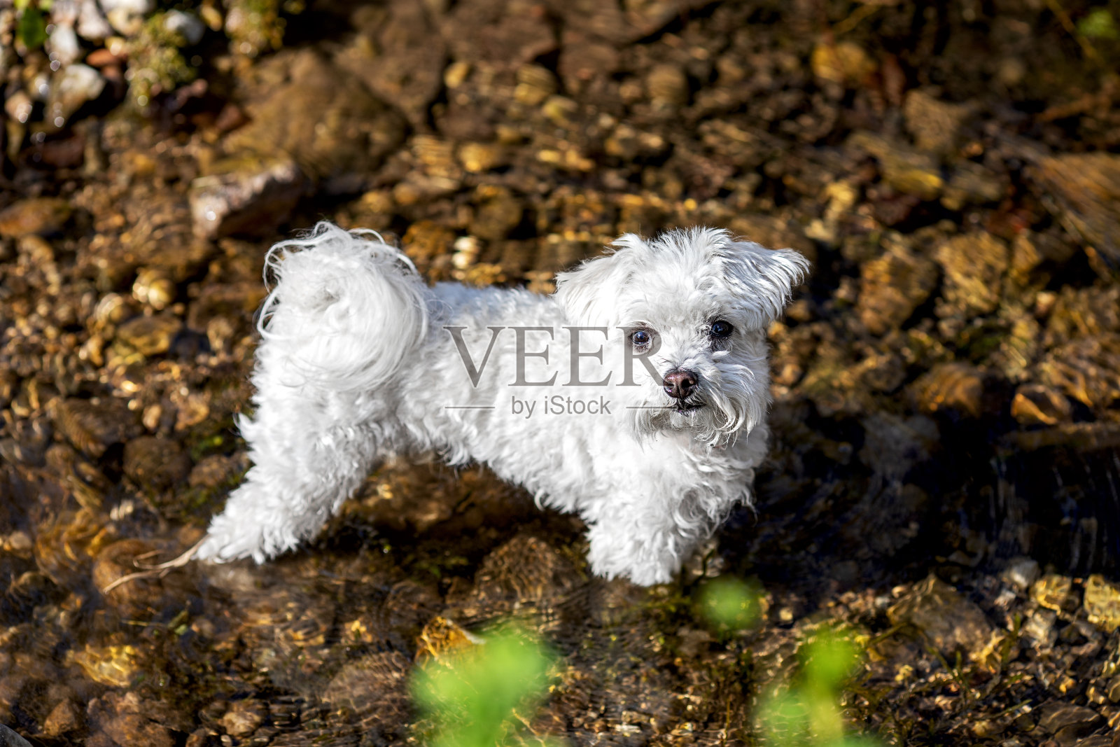 小马耳他犬站在小溪里照片摄影图片