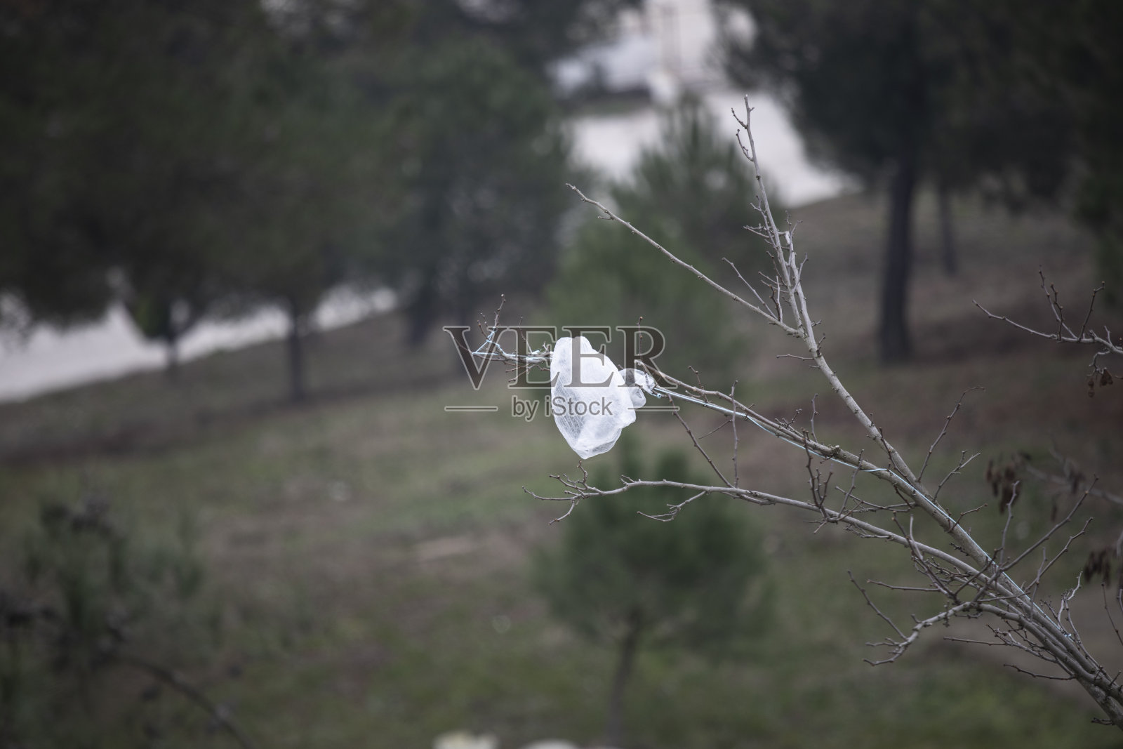 树枝上挂着一个白色的香囊。背景是松树。照片摄影图片
