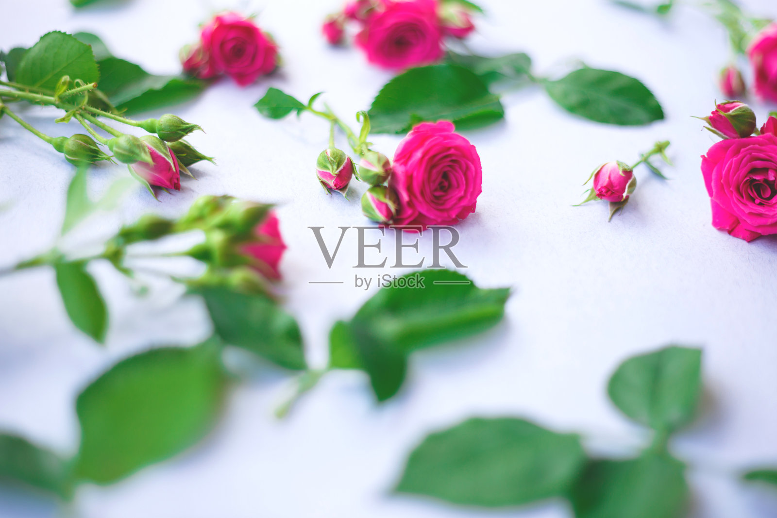 蓝色背景上的粉色玫瑰花。你的设计最好的背景照片摄影图片
