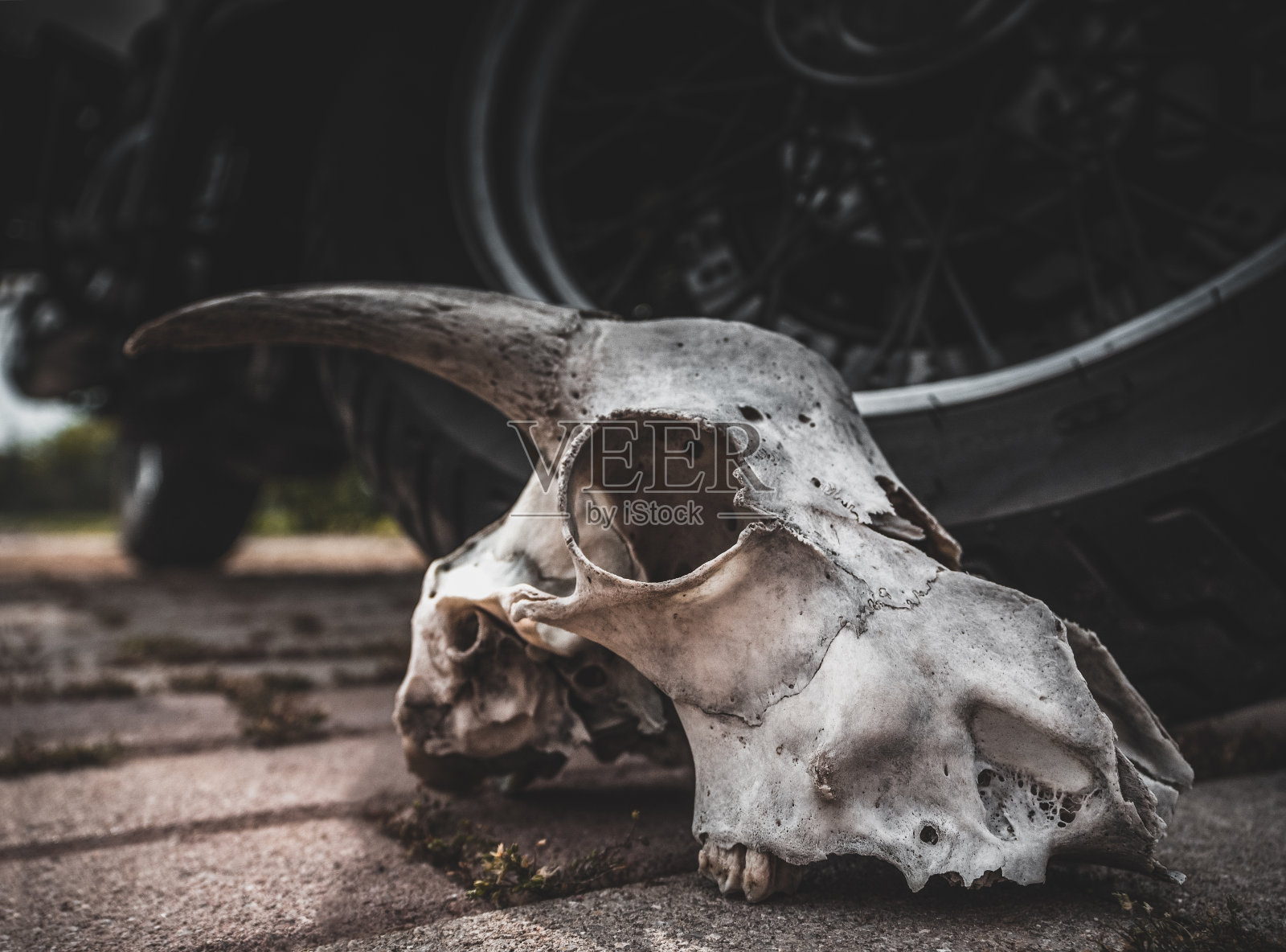 一个有山羊角的头骨躺在一辆直升机摩托车的轮子旁边照片摄影图片