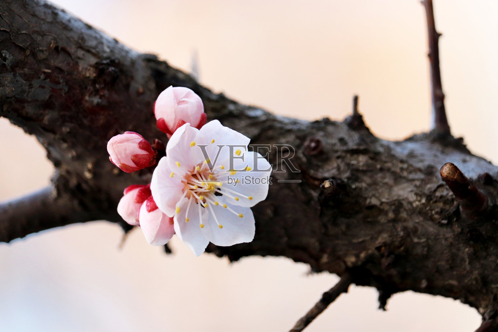 春天的阳光下，樱花盛开照片摄影图片