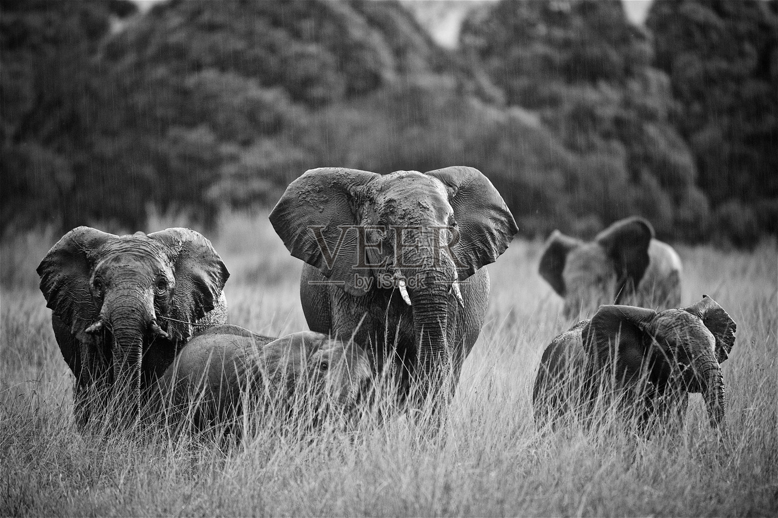 马赛马拉丛林里一群下雨天的大象照片摄影图片