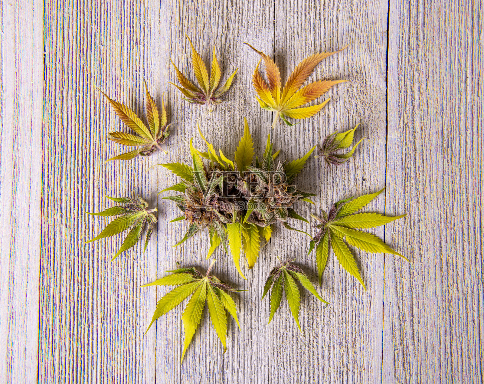 混合大麻叶子和花在木头上照片摄影图片