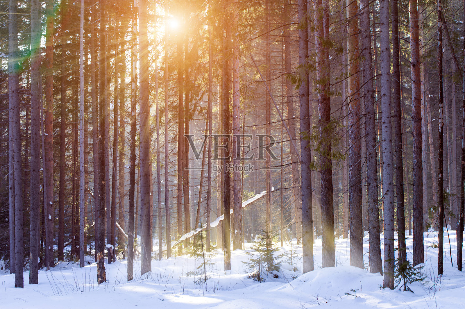 冬日松林里的一个阳光明媚的日子照片摄影图片