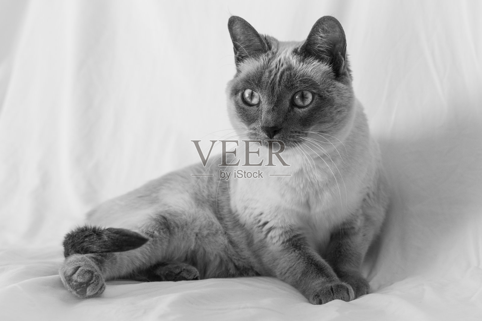可爱的暹罗猫与蓝色的眼睛照片摄影图片