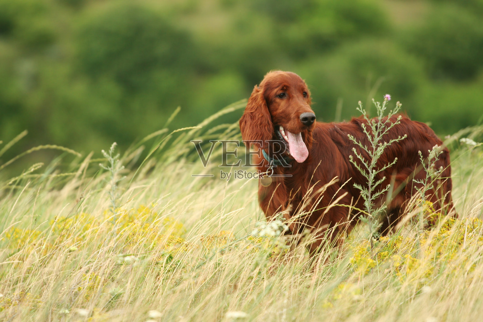 快乐的宠物狗小狗在夏天的草地上喘气照片摄影图片