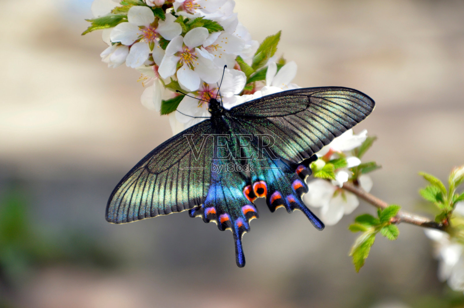 春天，燕尾蝶在樱桃花枝上照片摄影图片