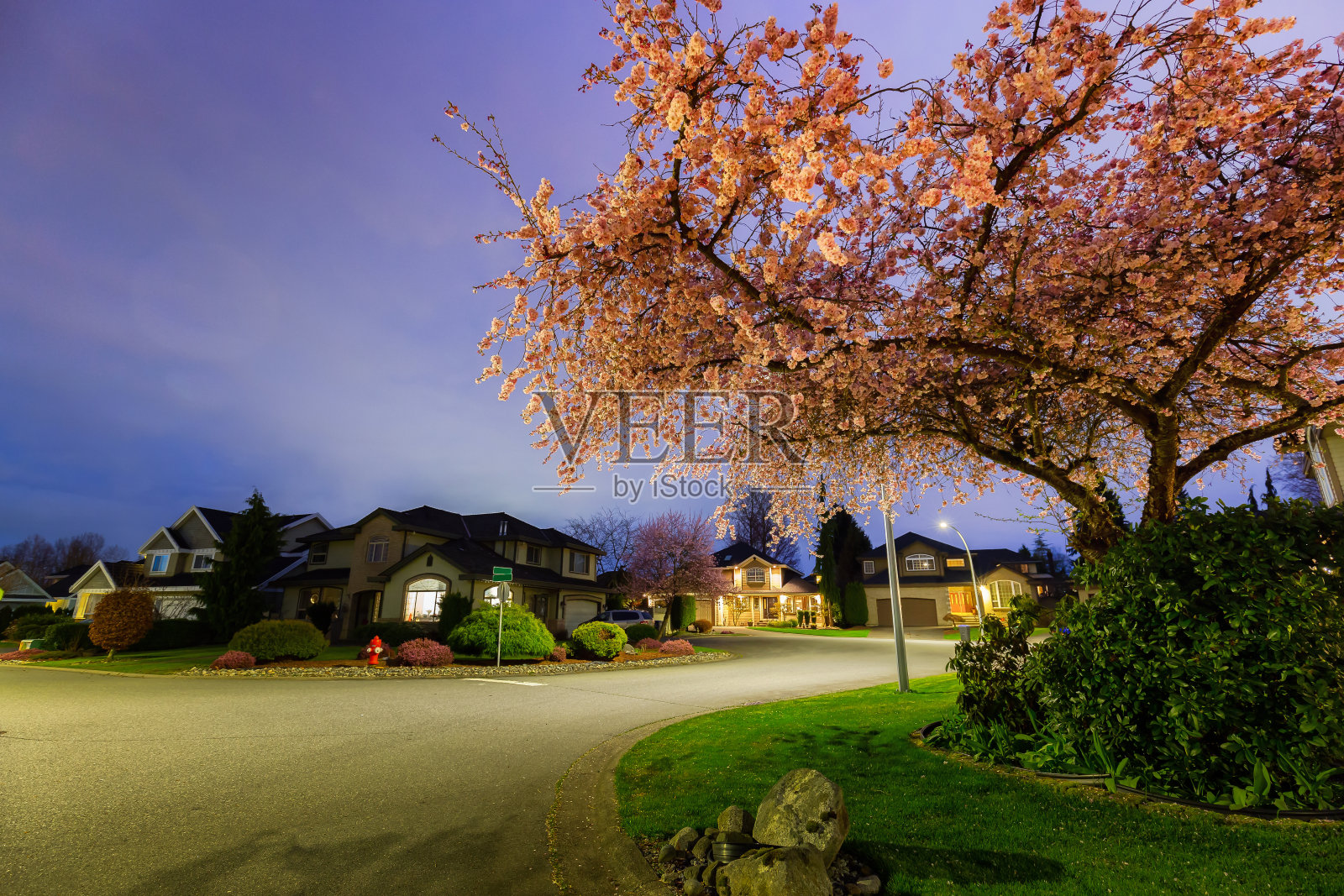 美丽的樱花和住宅小区照片摄影图片
