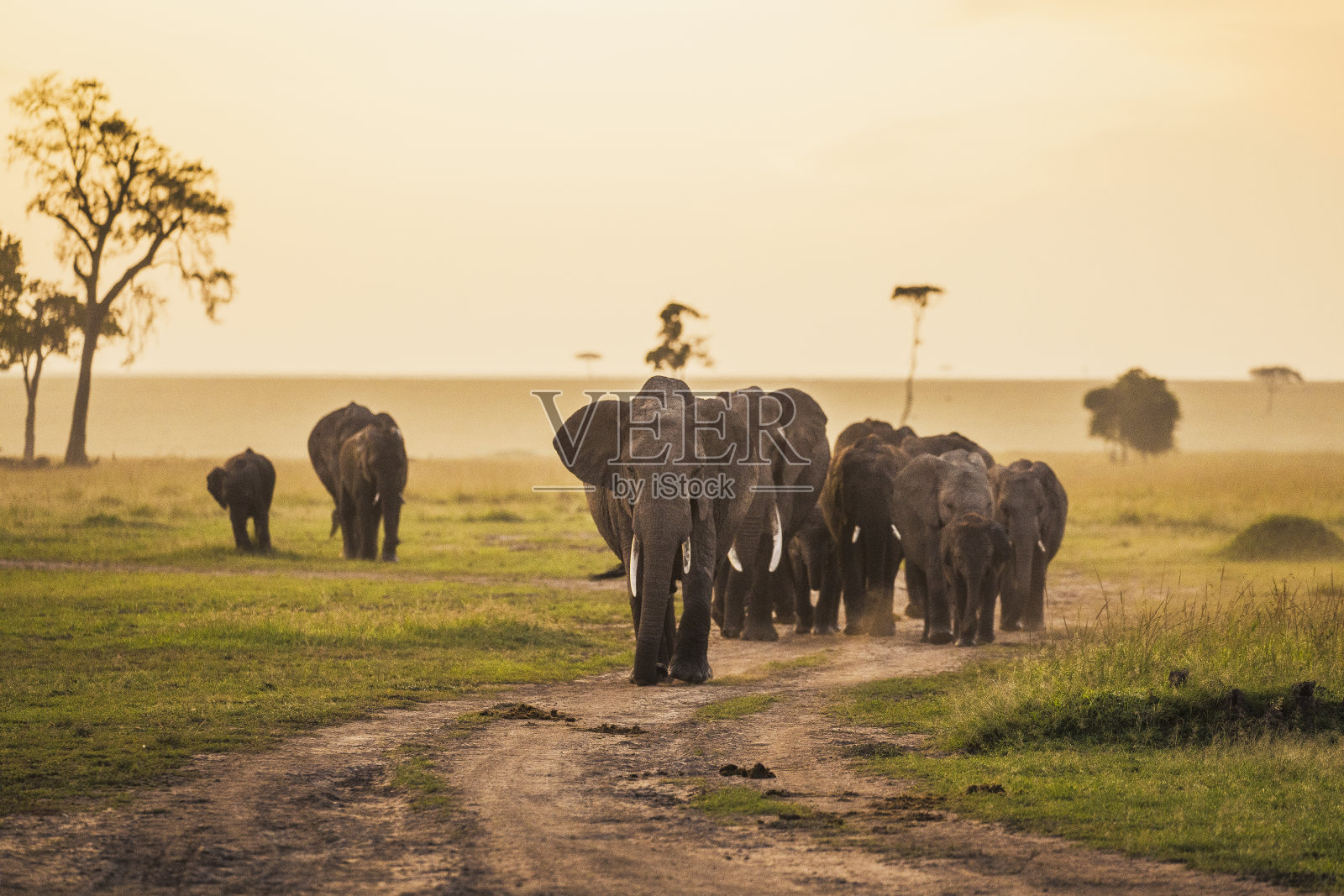 一群大象在日出时走向摄像机照片摄影图片