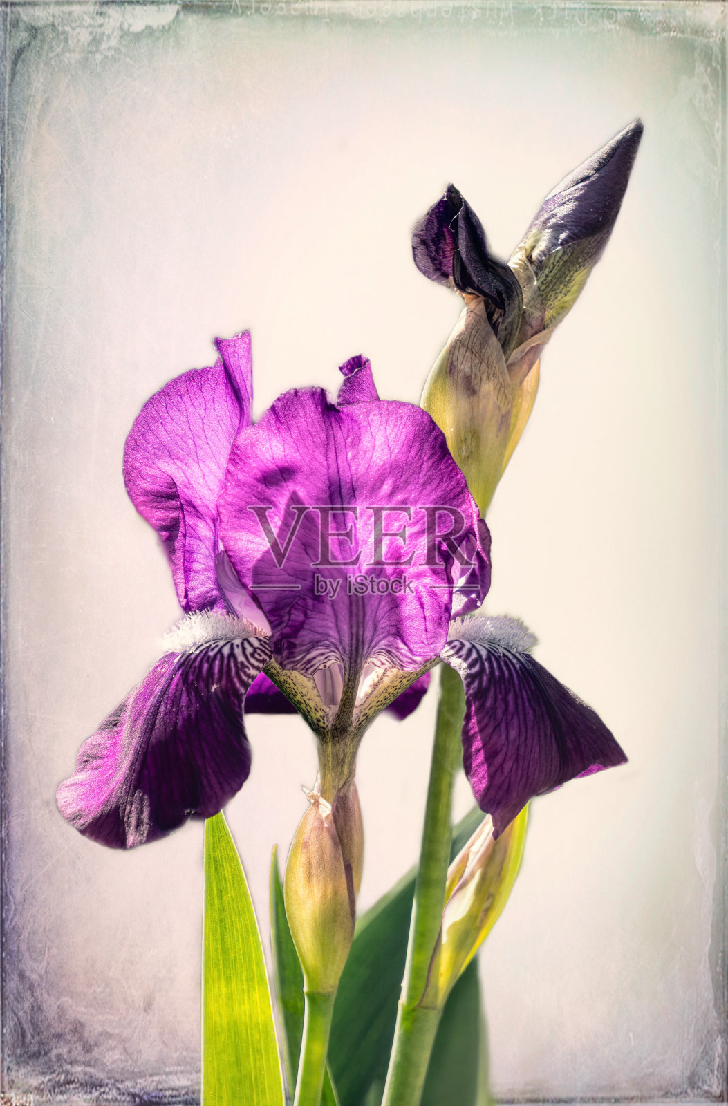 春天的花园。紫色蝴蝶花的花蕾和绿叶在春天的阳光下绽放照片摄影图片