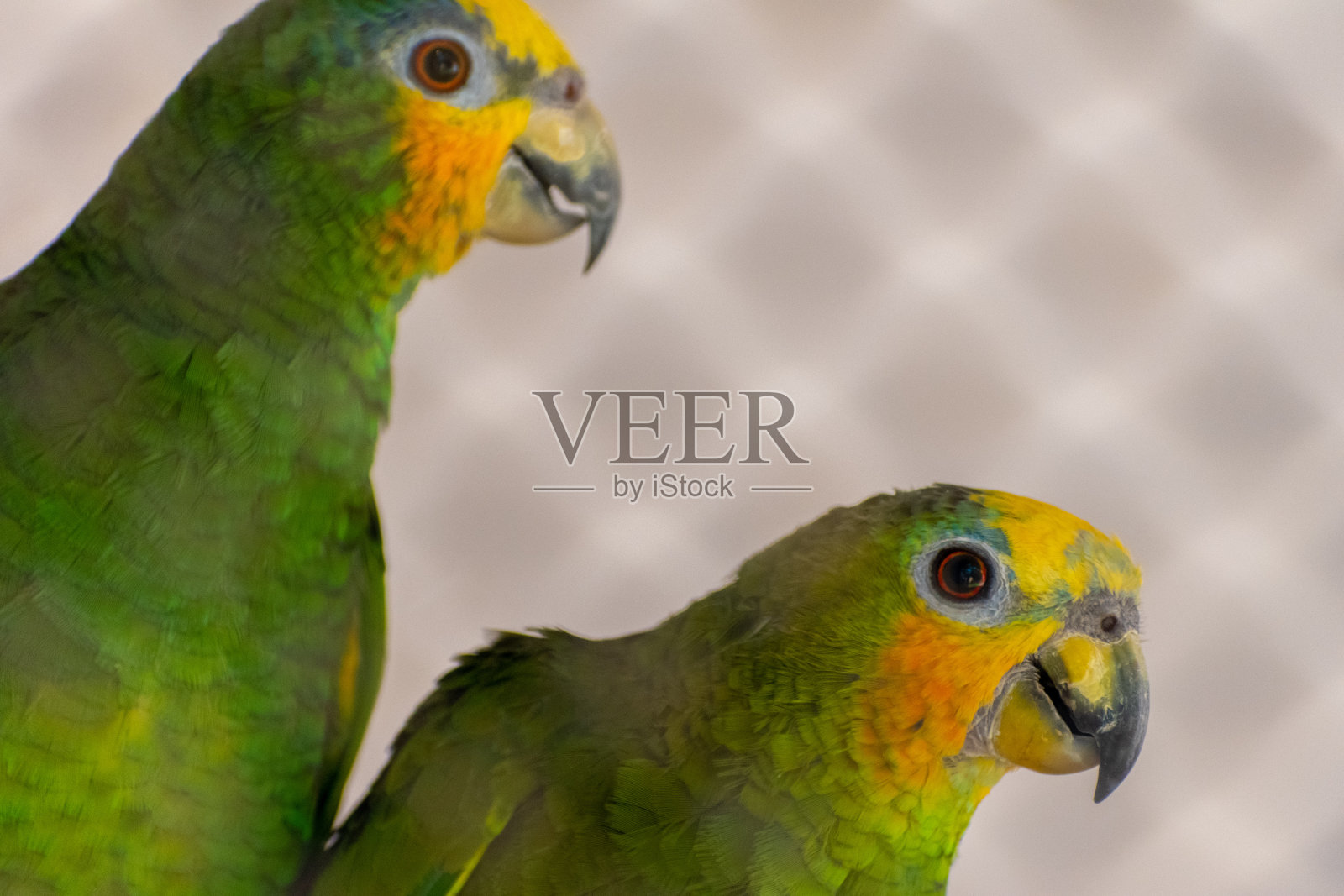 黄头亚马逊的两只鹦鹉照片摄影图片
