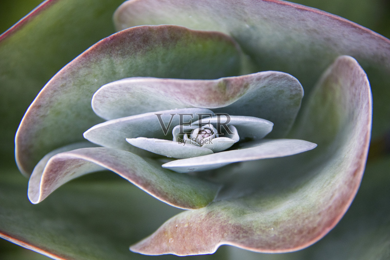 kalanche thyrsiflora植物，在开花照片摄影图片