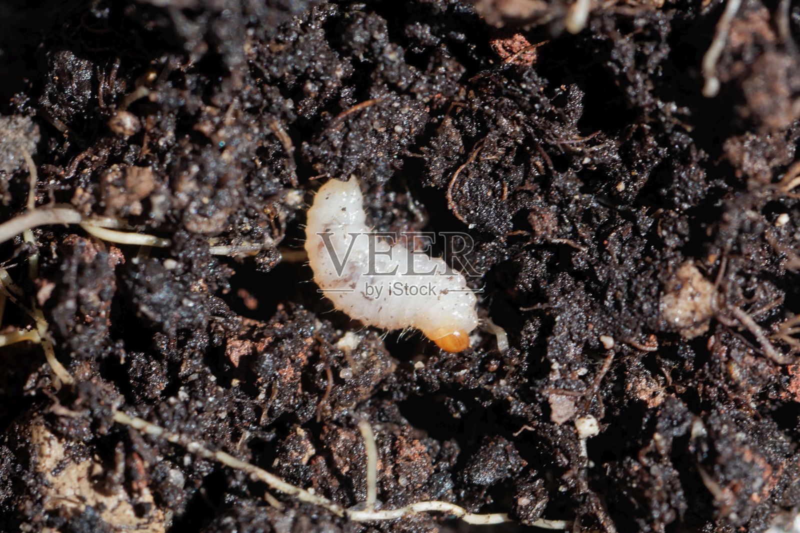 一种象鼻虫的幼虫，在花园土壤上照片摄影图片