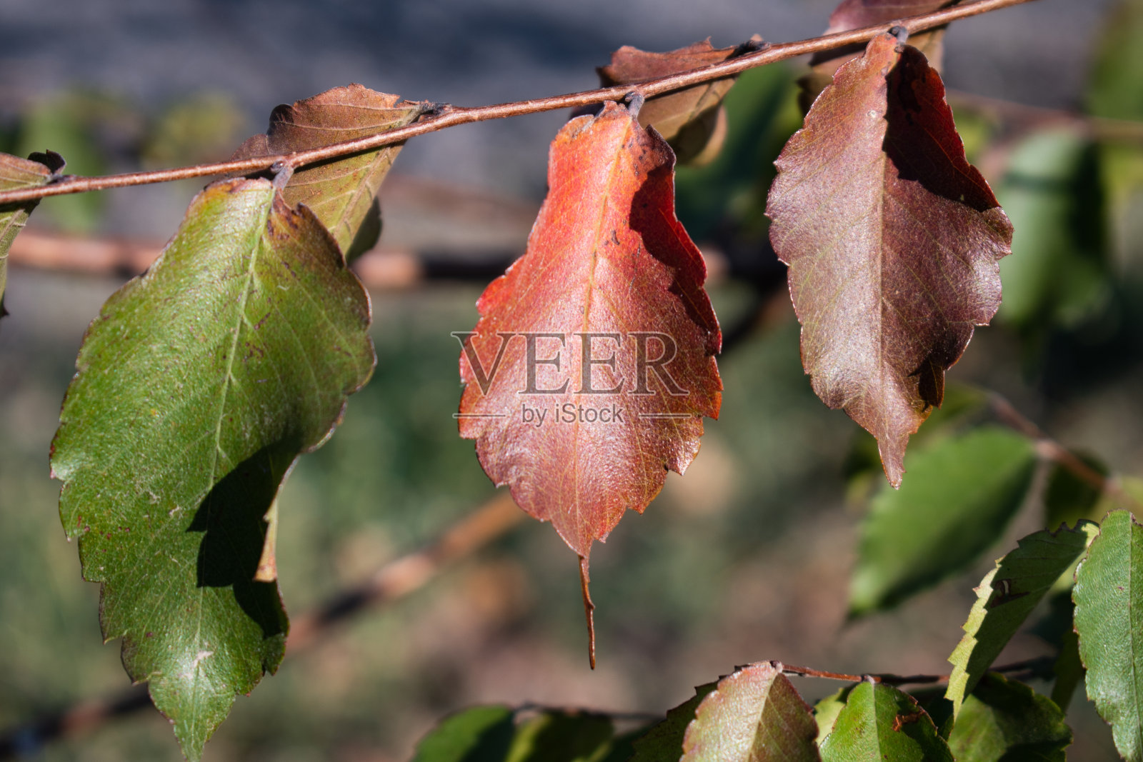 三种颜色的叶子在树枝上绿色，红色，棕色照片摄影图片