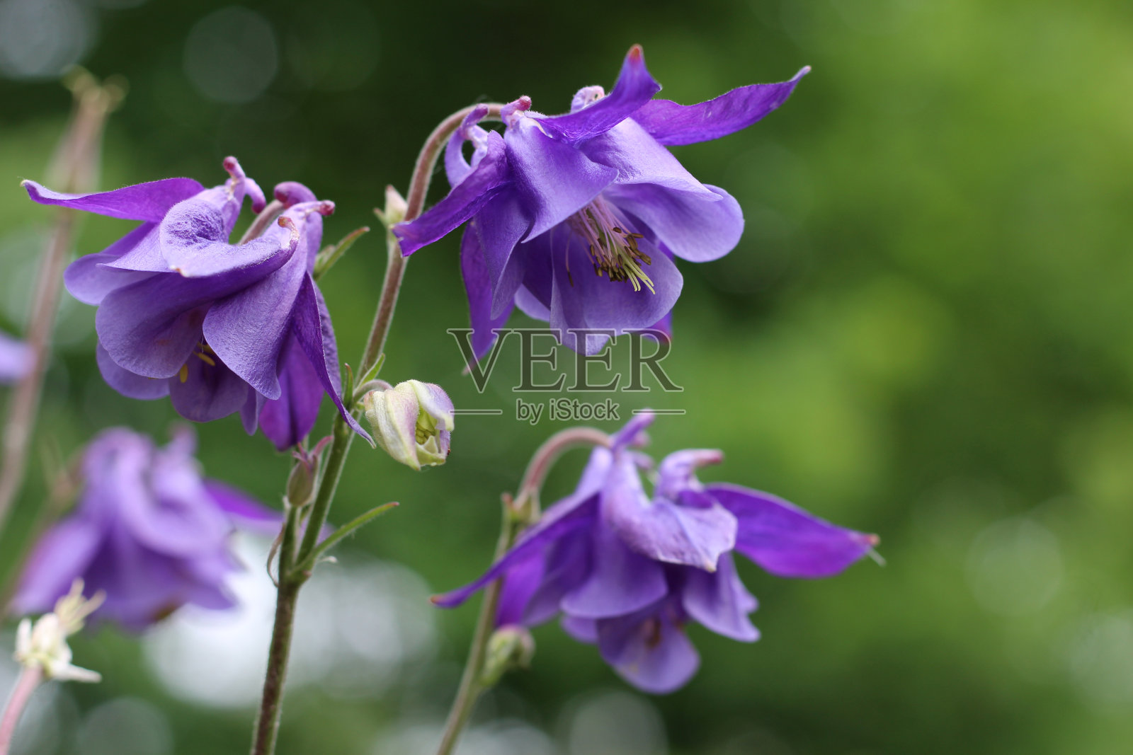 美丽的亮紫色水仙花照片摄影图片