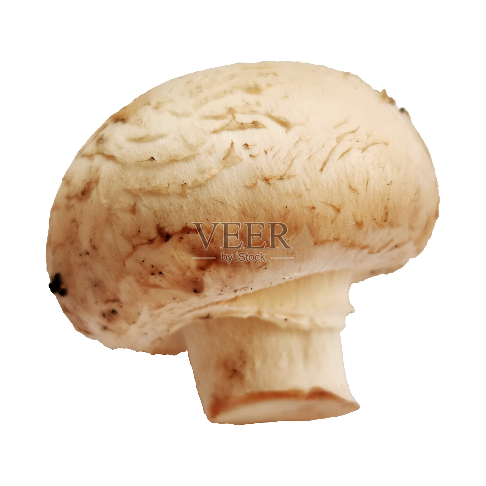 一个单独的香菇孤立在白色背景微距照片照片摄影图片