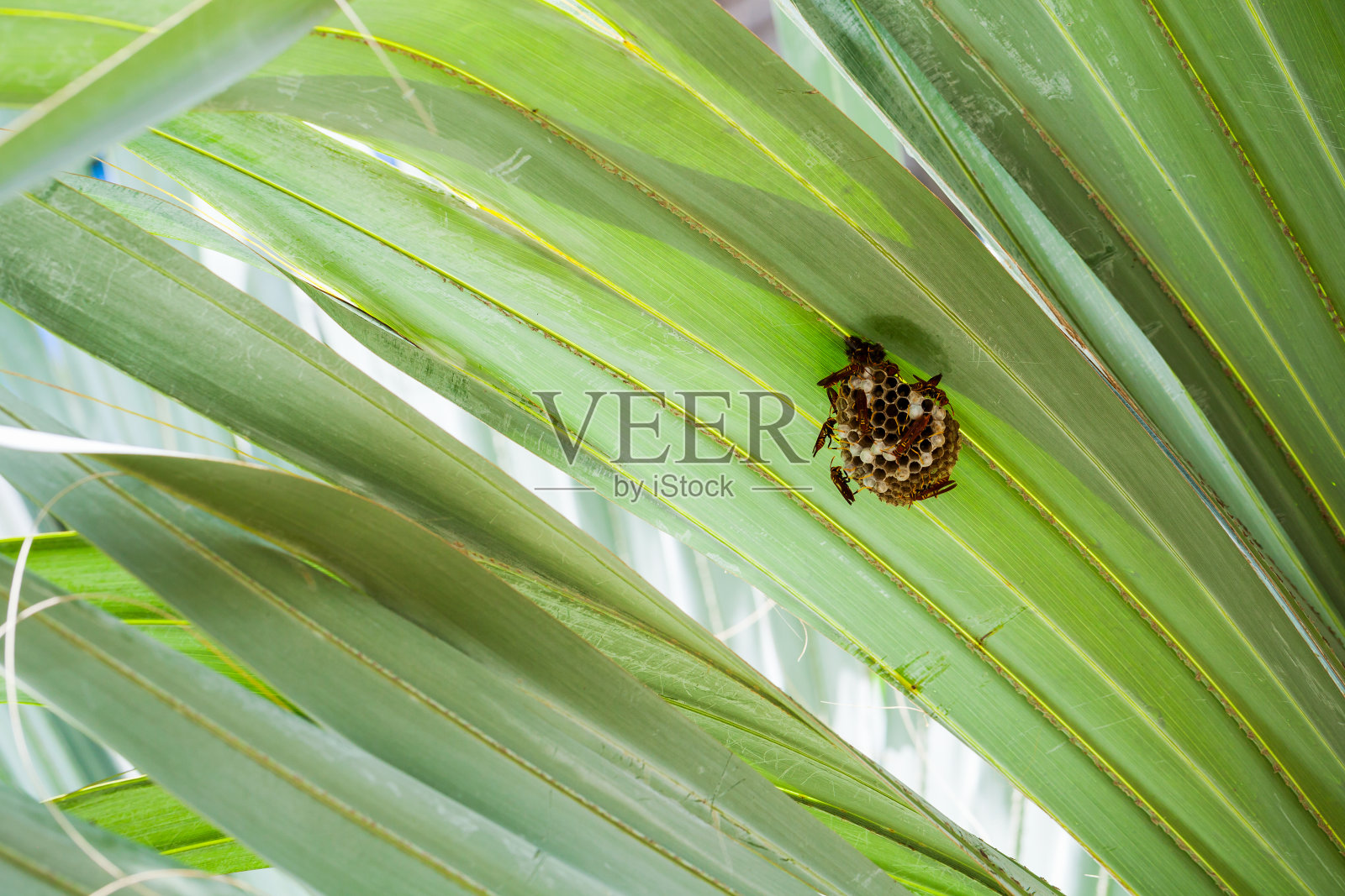 黄蜂的巢在绿色的棕榈叶上。Polistes carnifex照片摄影图片