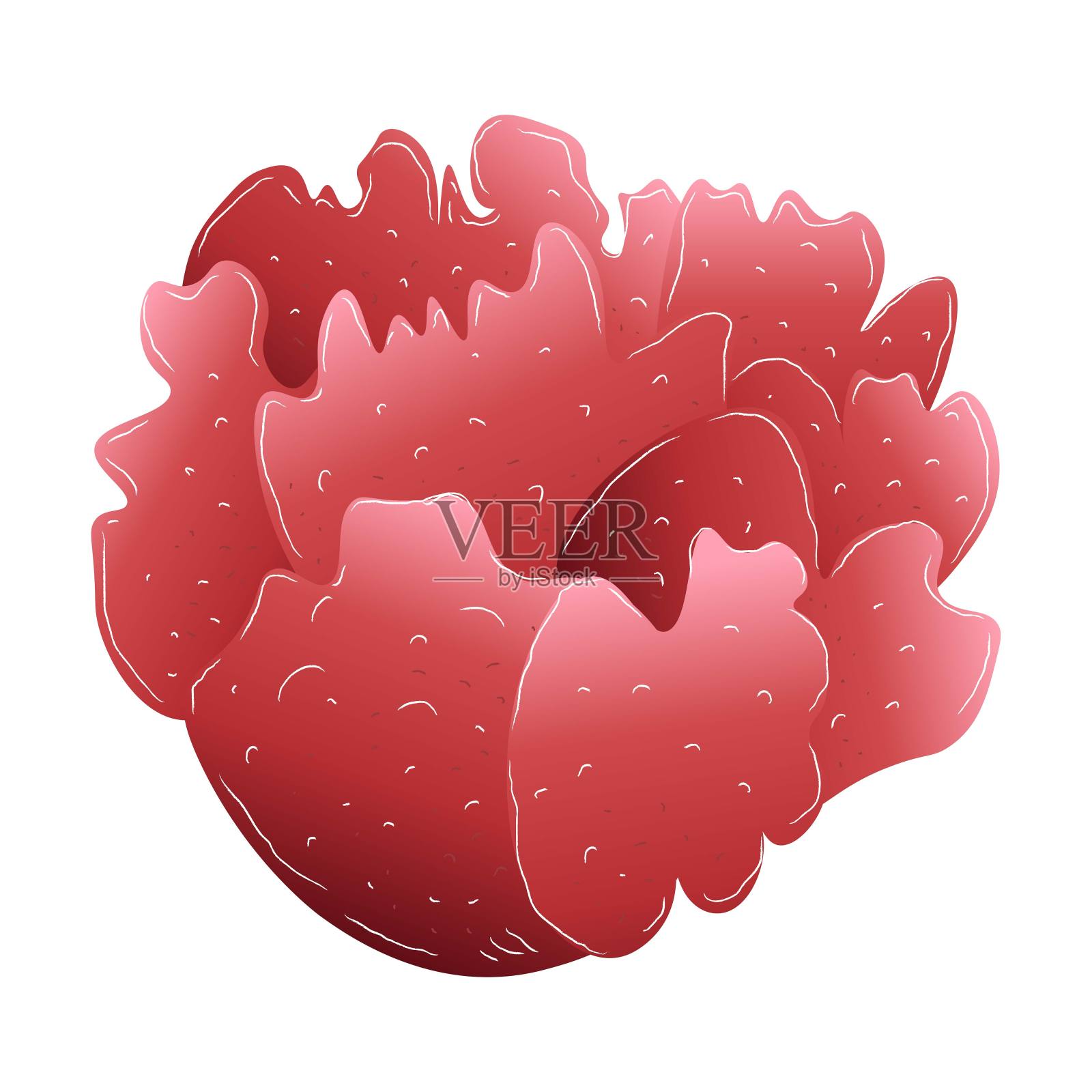 海圆珊瑚，红色孤立在白色背景，stock vector插图设计和装饰插画图片素材