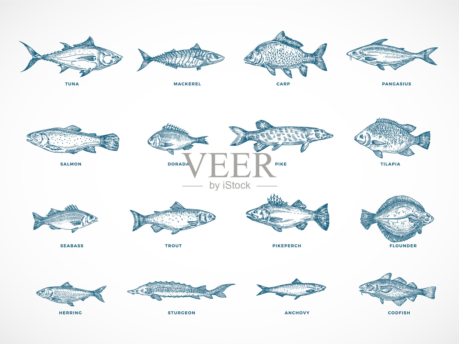 手绘海洋或江河中的鱼插画图片素材