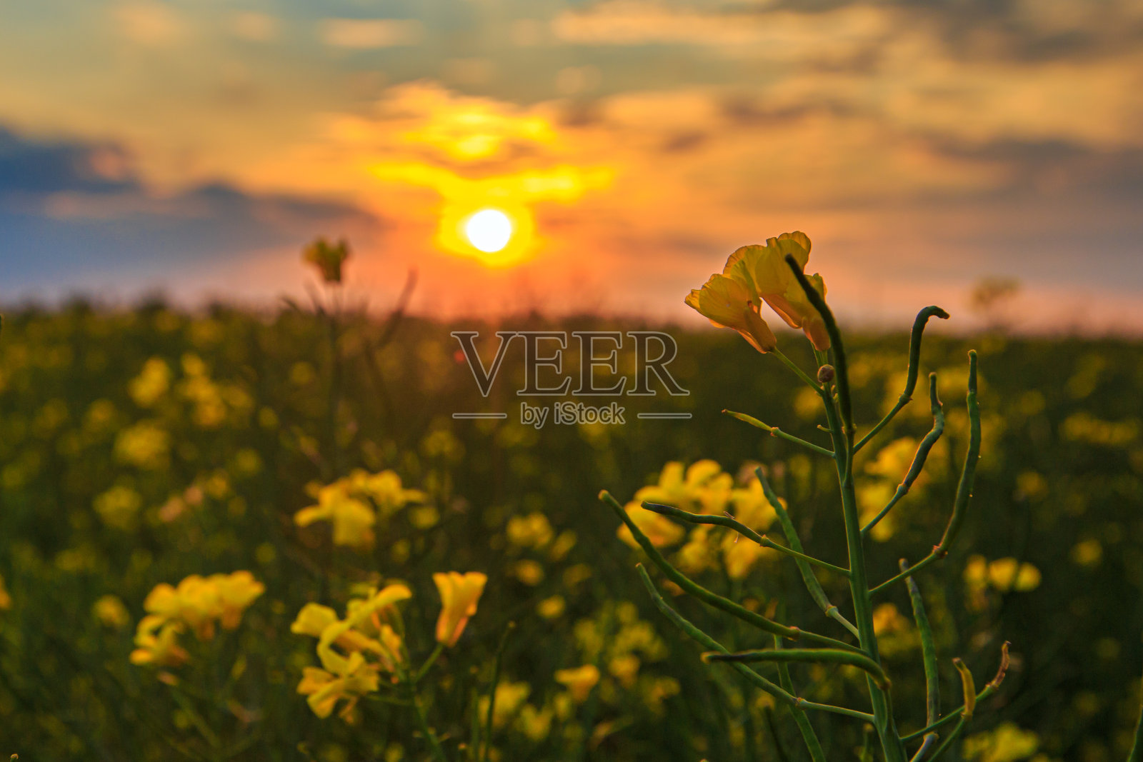 黄昏或黎明时分，油菜籽在田间开花。照片摄影图片
