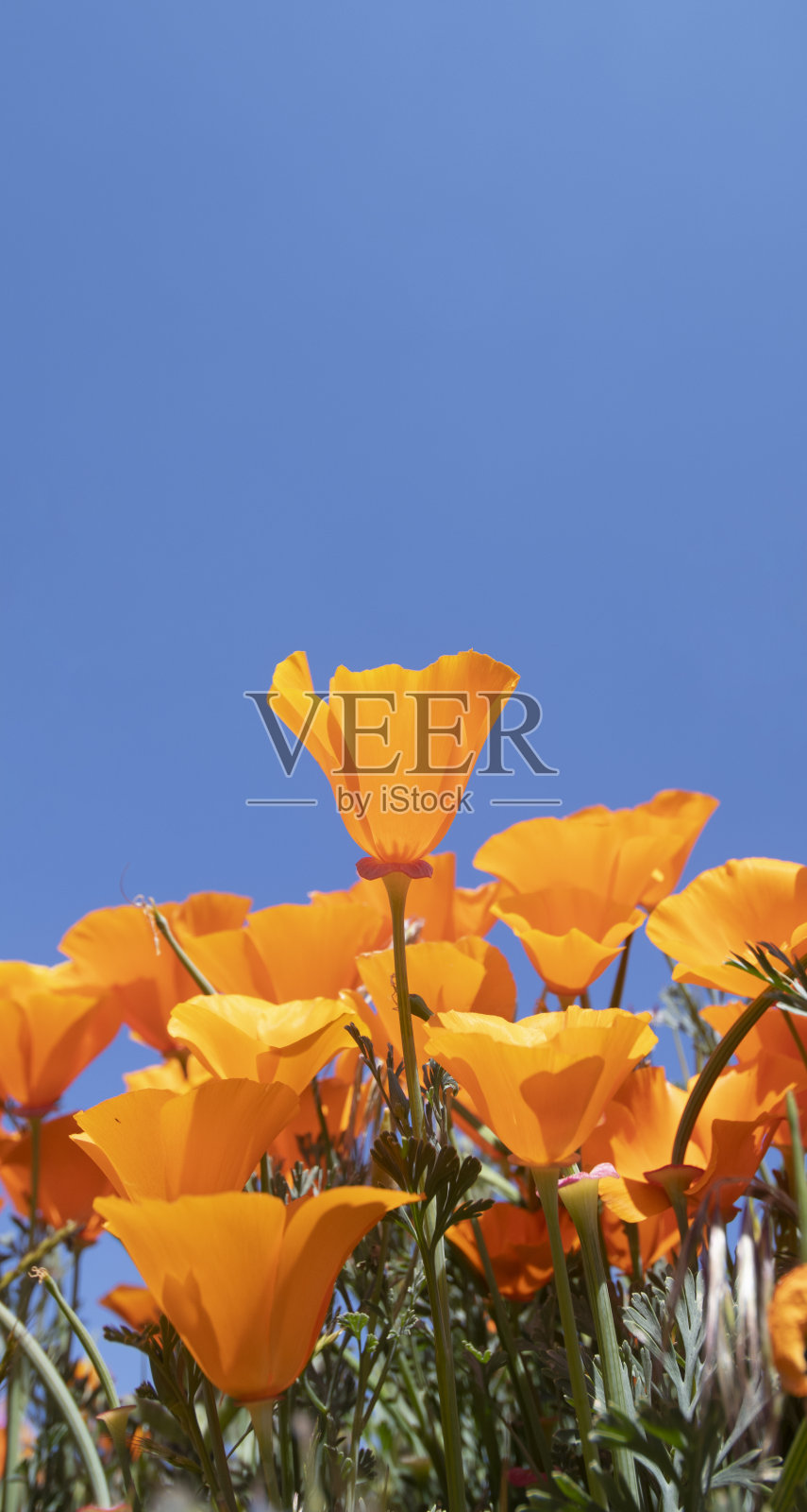 垂直图像的加利福尼亚橙色罂粟与蓝色的天空为copyspace照片摄影图片