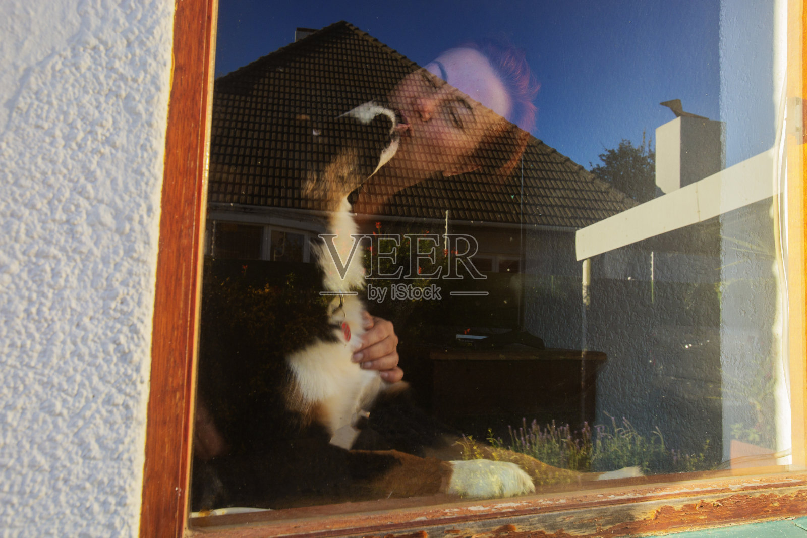 狗和主人在打开的窗户前玩耍照片摄影图片