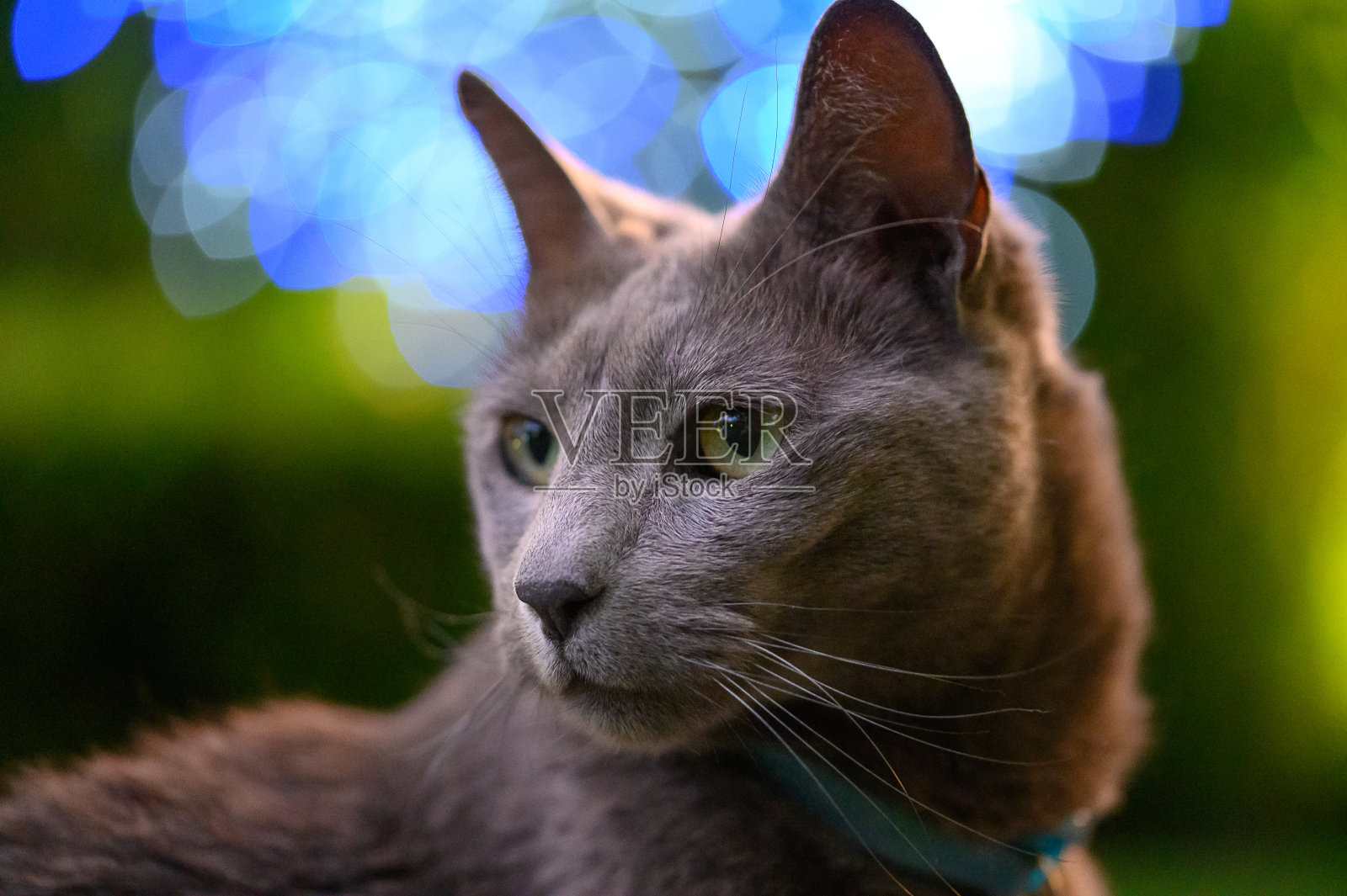 带灯的高级俄罗斯蓝猫照片摄影图片