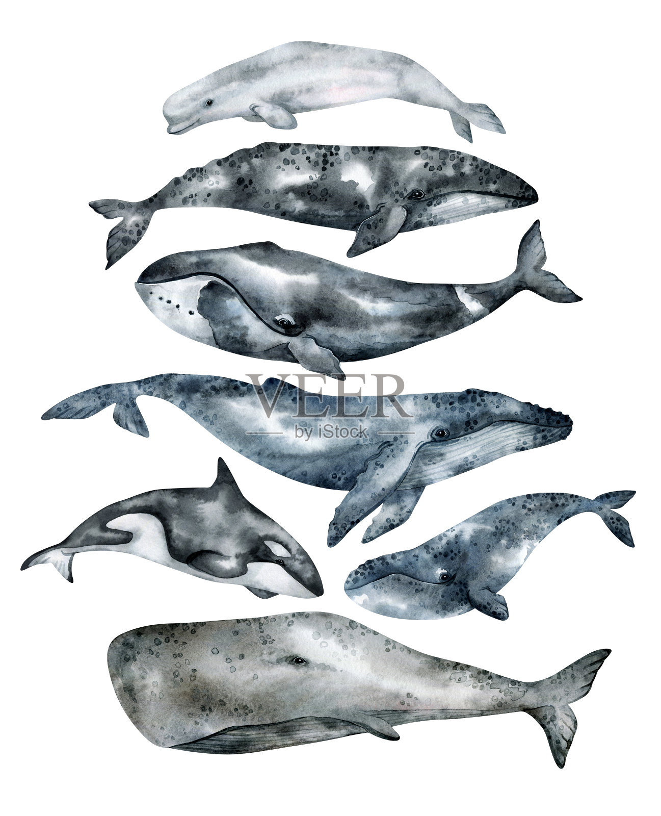 水彩鲸鱼插图孤立的白色背景。手绘写实水下动物艺术。座头鲸，灰色，蓝色，杀手，弓头鲸，白鲸，卡卡洛特鲸打印，海报，卡片。设计元素图片