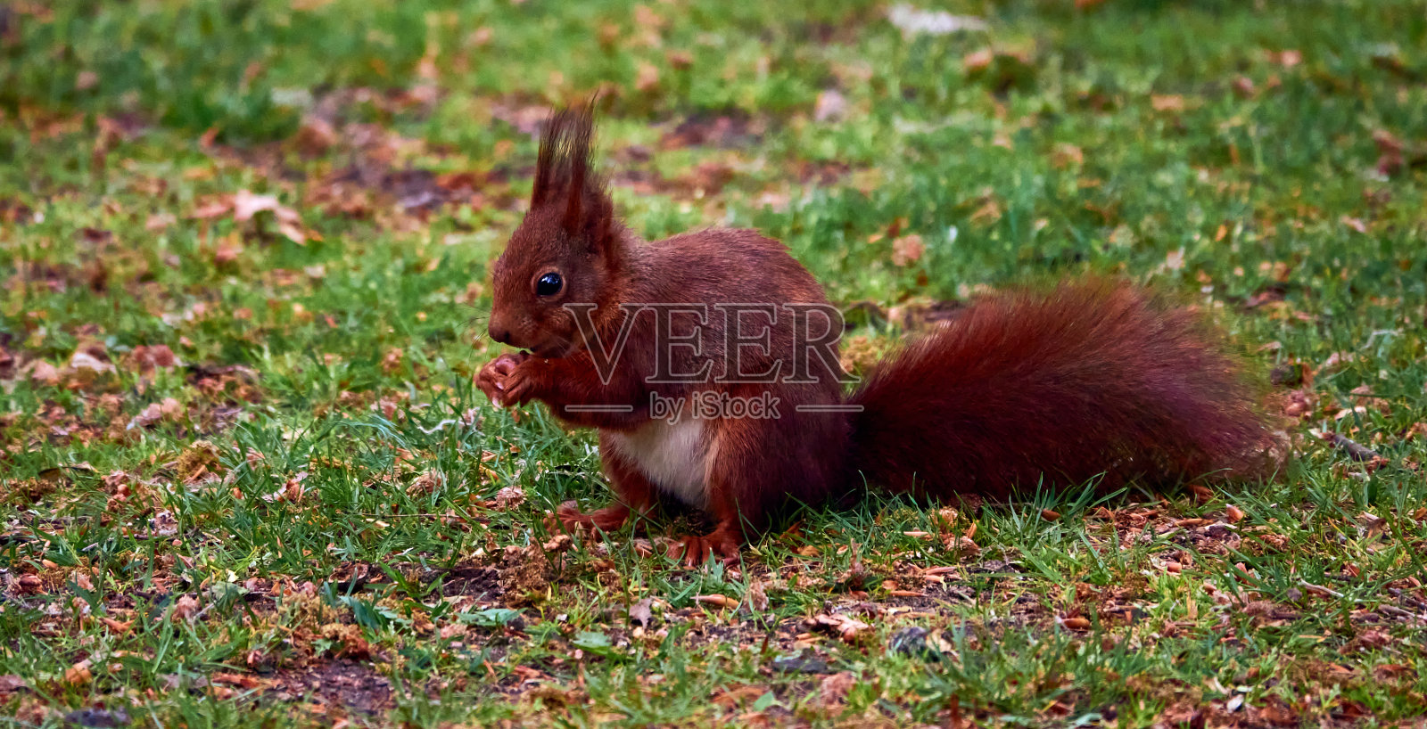 松鼠，科学的Sciurus vulgaris，坐在草坪上，拿着一颗橡子。照片摄影图片