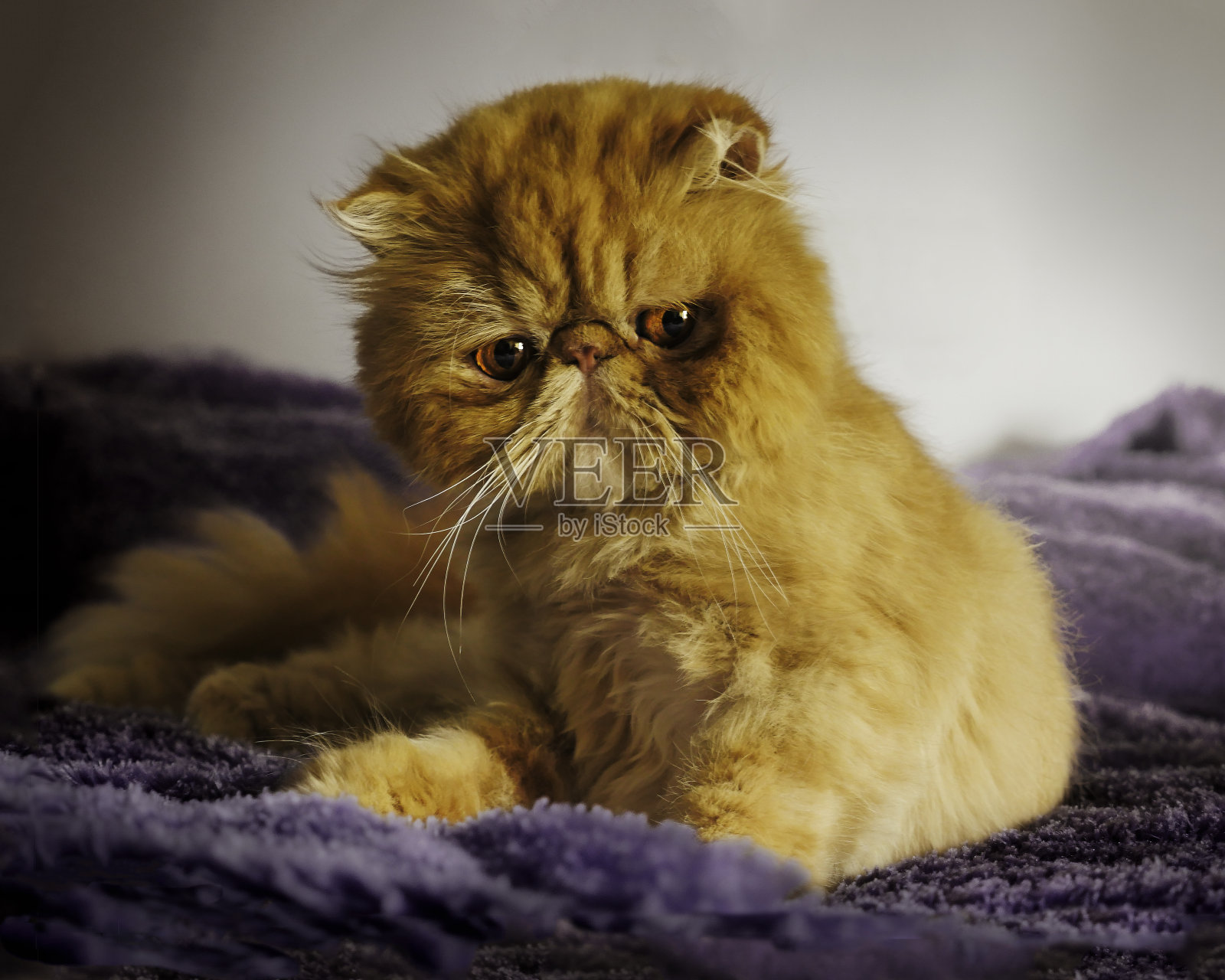 一只波斯猫坐在他最喜欢的淡紫色毯子上照片摄影图片