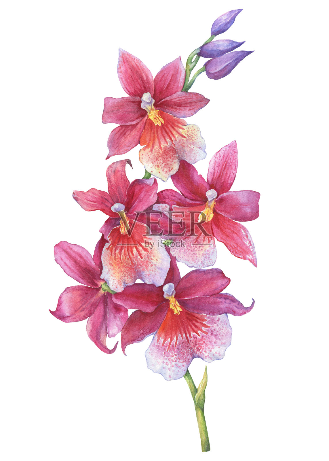 兰花:开花的热带粉红色兰花的一枝。近距离杂交兰花。手绘水彩画插图孤立在一个白色的背景。插画图片素材