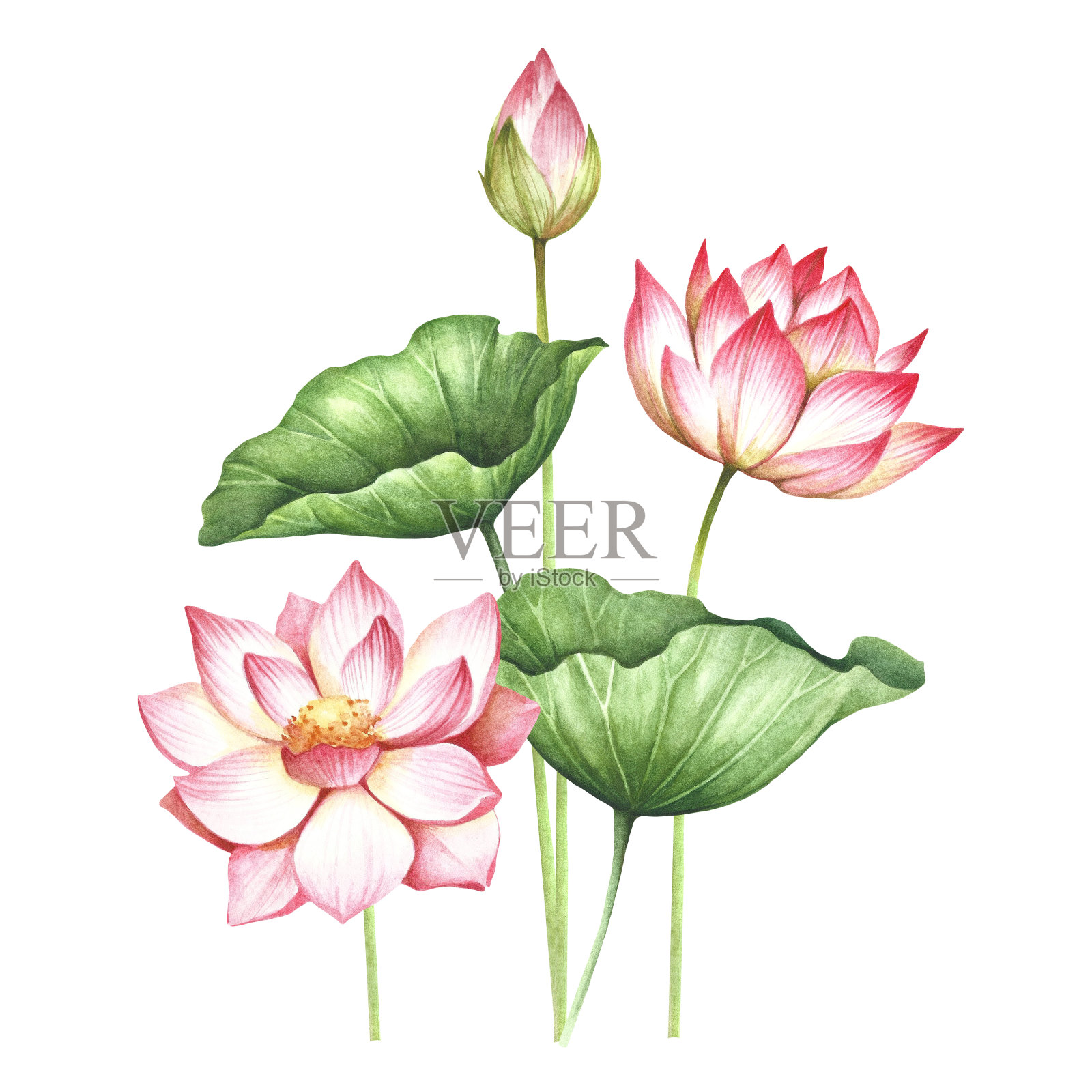 与lotus组成。手绘水彩插图。设计元素图片