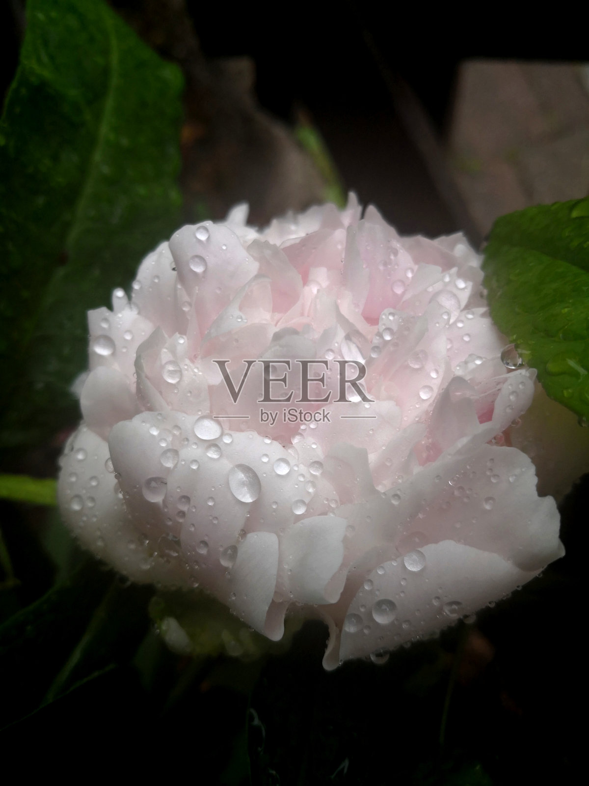 刚开的淡粉色牡丹，在雨后的薄雾中，花瓣上有雨滴照片摄影图片