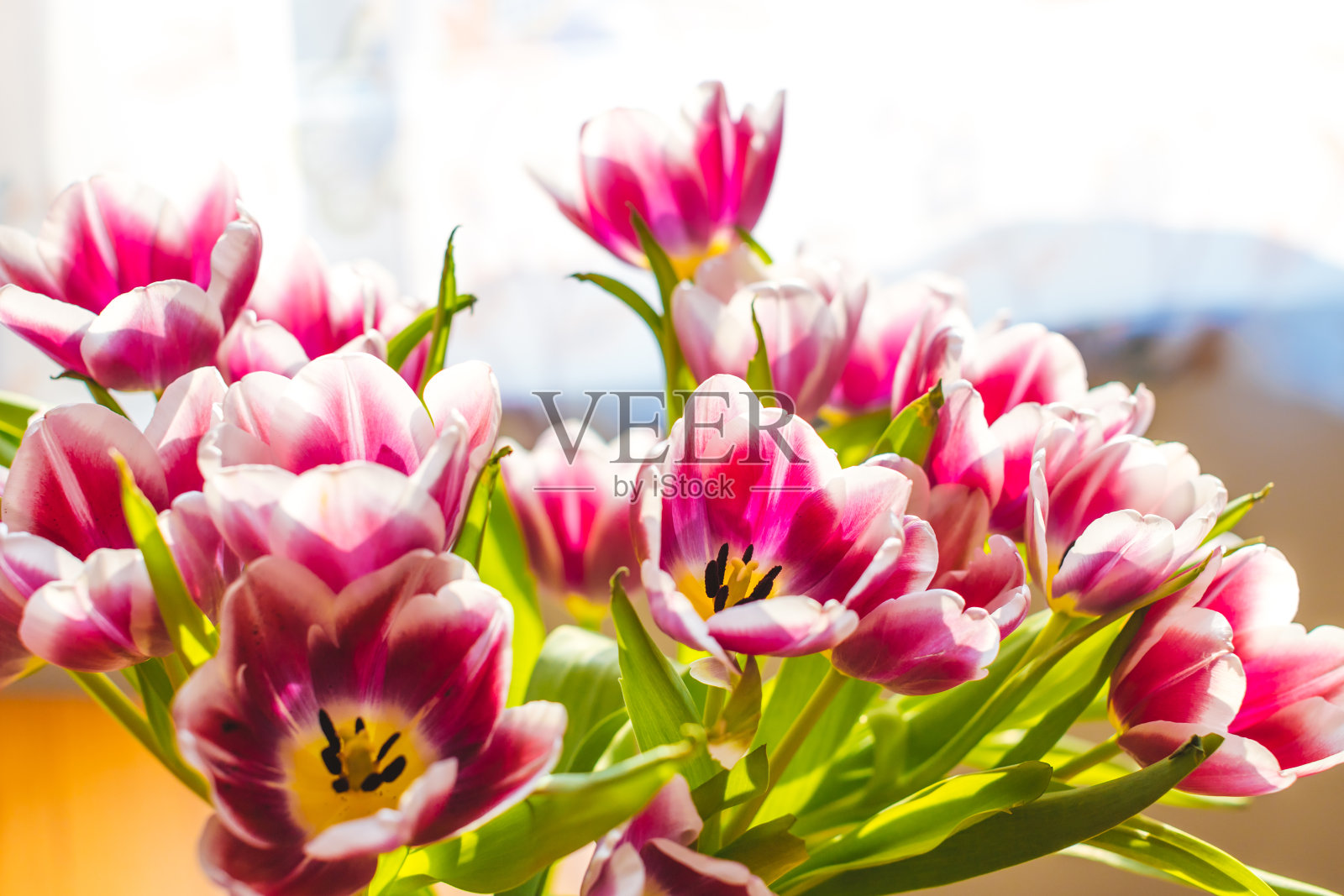 在阳光的照射下从窗口拍摄的花瓶里五颜六色的淡紫色荷兰郁金香照片摄影图片