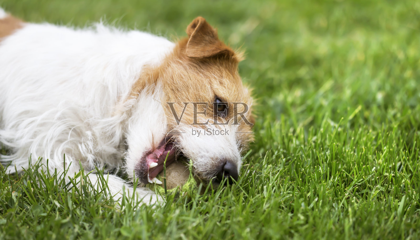 顽皮的小狗狗咬着一个玩具球照片摄影图片