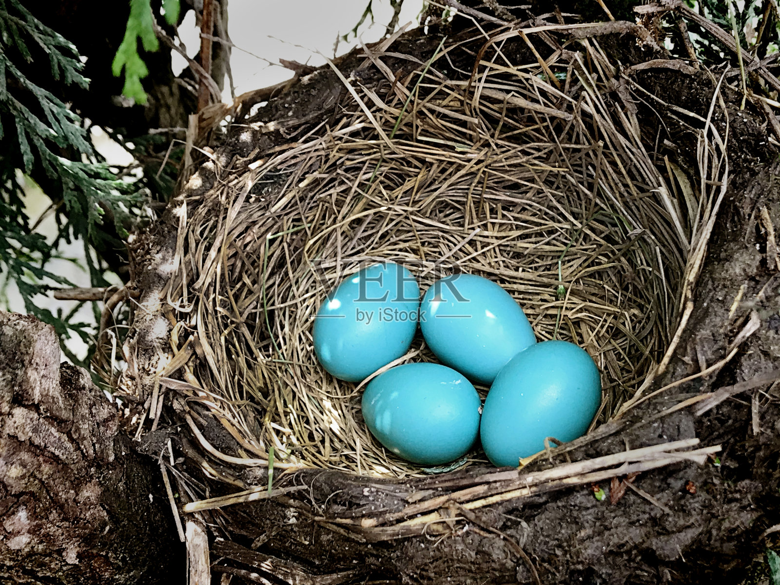 春天知更鸟的巢和蛋照片摄影图片
