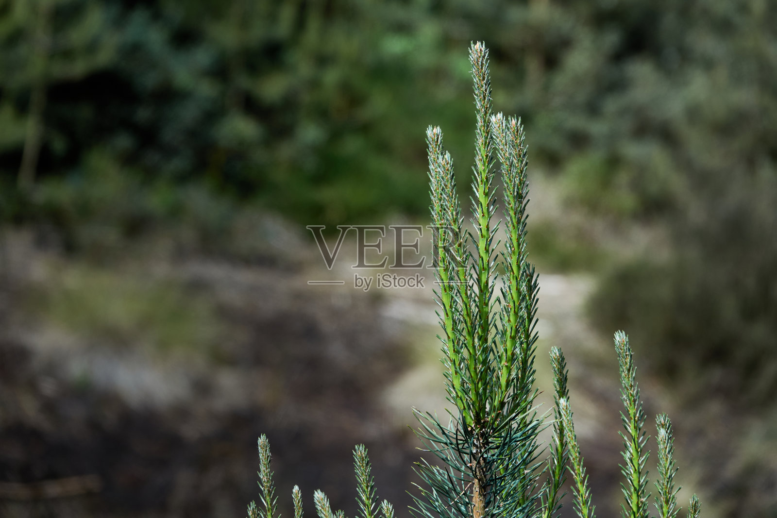 一棵松树(樟子松)的嫩绿嫩绿的嫩芽，在故意用复制空间模糊的背景前面照片摄影图片