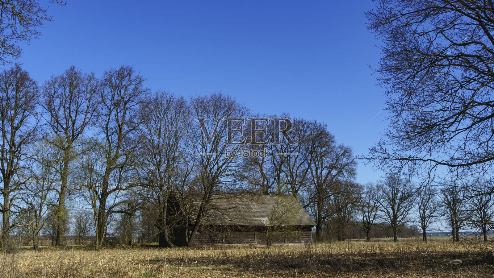 一个废弃的乡村房子在树枝树的背景。农村的概念。空间的文本。照片摄影图片