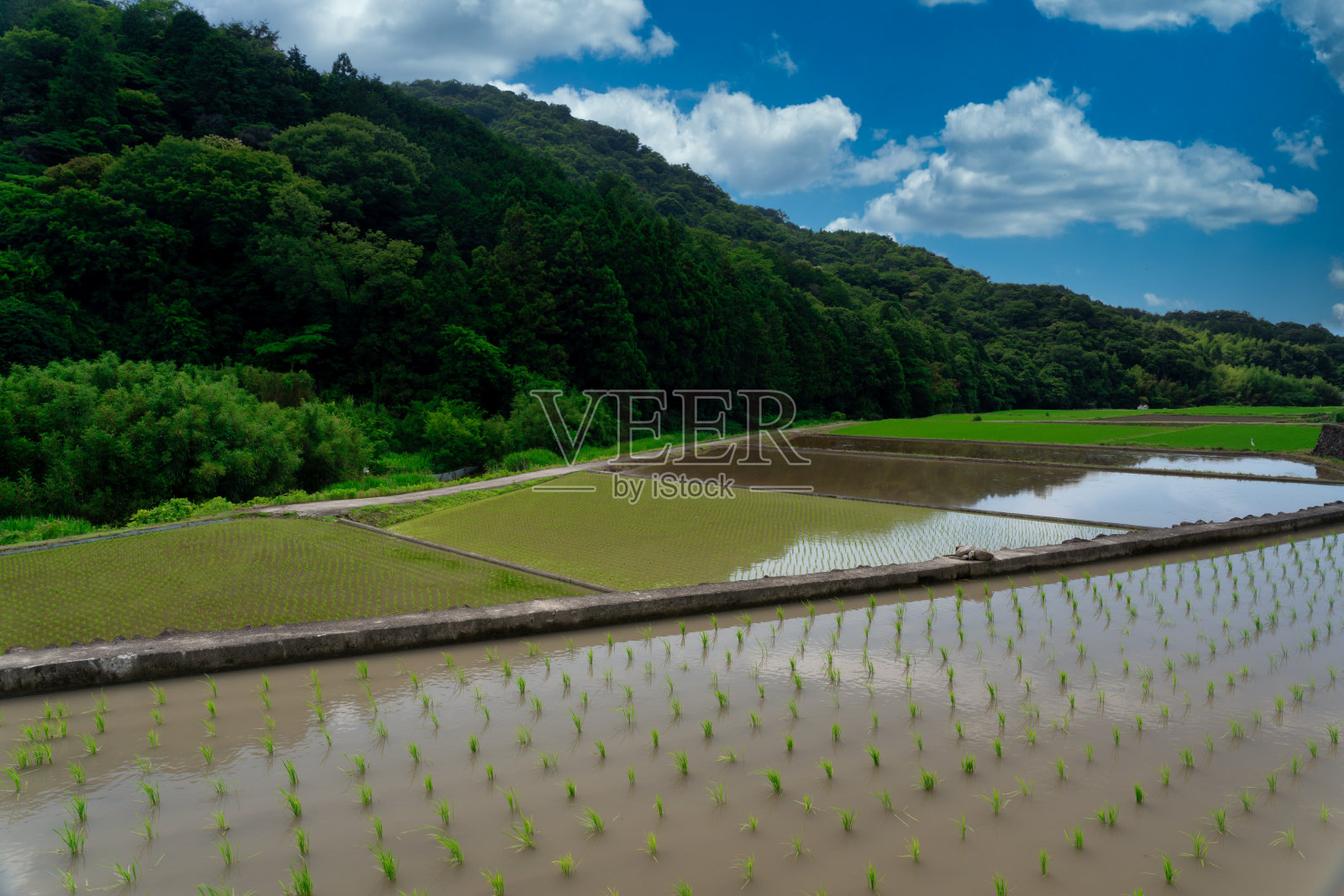 种植水稻后美丽的乡村图片照片摄影图片