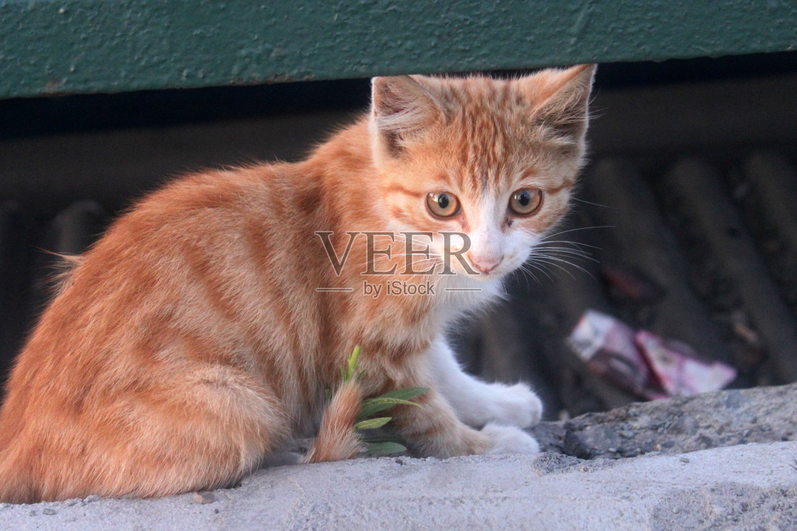 34、红小猫流浪饥饿保护动物照片摄影图片