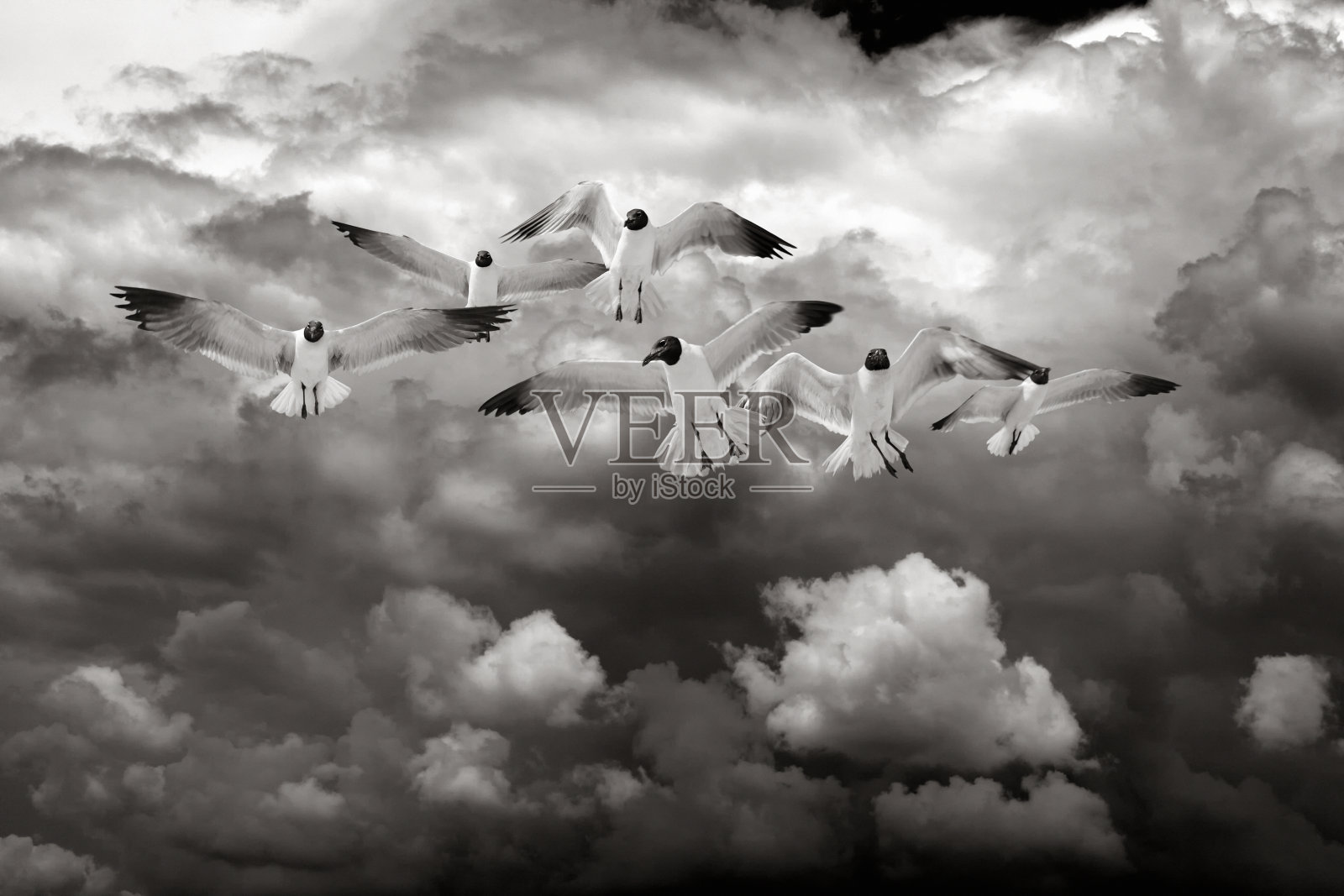 一群飞翔的海鸥飞过乌云密布的暴风雨天空照片摄影图片