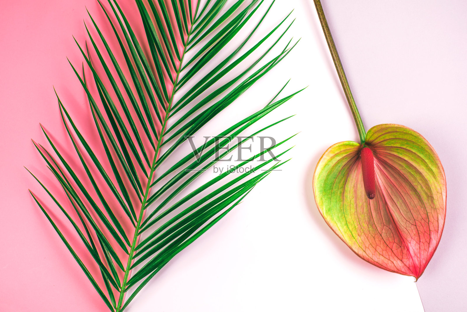 美丽的红掌花和棕榈叶在粉红色和灰色的背景。照片摄影图片