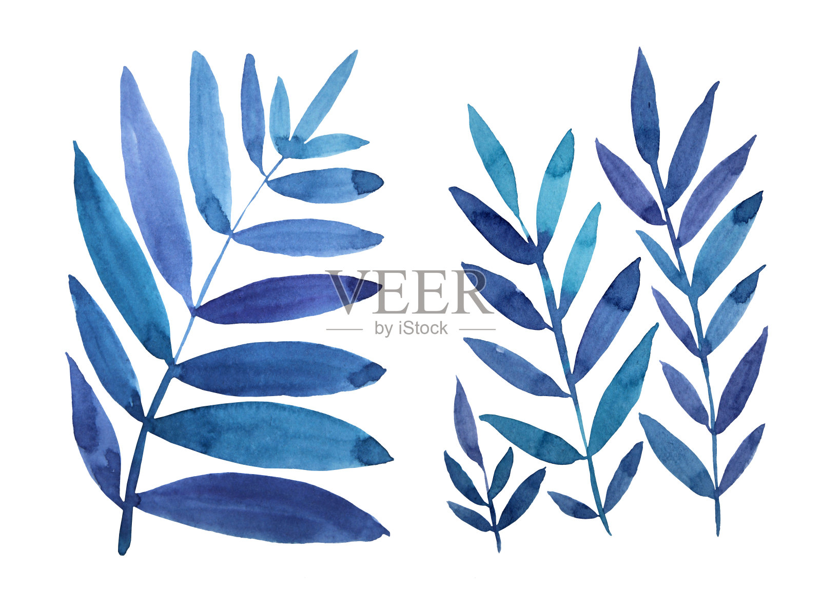 水彩手绘蓝色树枝与叶蕨孤立在白色的背景。艺术创作的自然对象，卡片，包装，纺织品，墙纸。插画图片素材