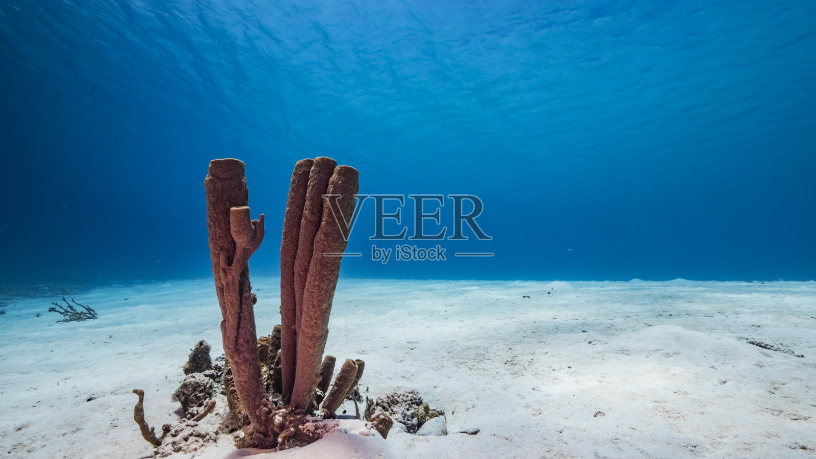 加勒比海珊瑚礁的浅水海景/库拉索岛，有鱼，珊瑚，海绵，水面和阳光照片摄影图片