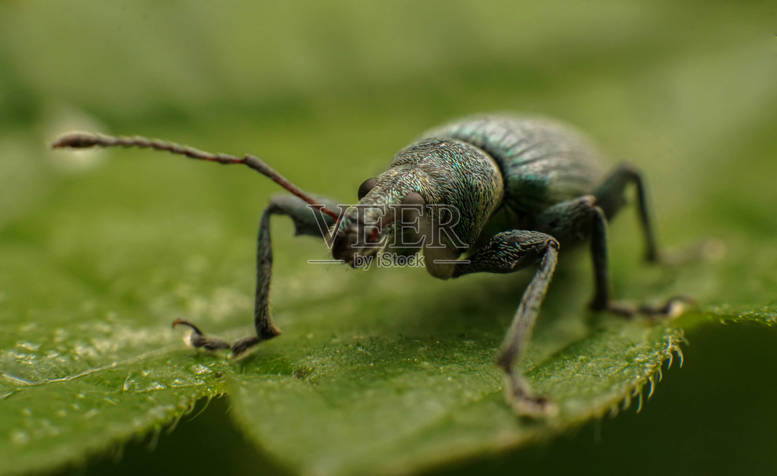 绿松石象鼻虫在一片叶子上，选择性聚焦成像照片摄影图片